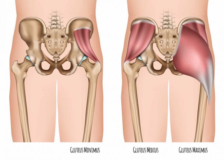 Glute Muscles - How can you get Stronger Buttocks Muscles